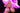 Sex toy with a blonde wig and pink background