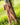 Naked person leaning against a tree in a grassy field