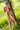 Naked person leaning against a tree in a grassy field