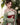 FAN JING