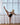 158cm Victoria Gymnast C-Cup