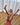 158cm Victoria Gymnast C-Cup