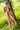 Naked person leaning against a tree in a grassy field